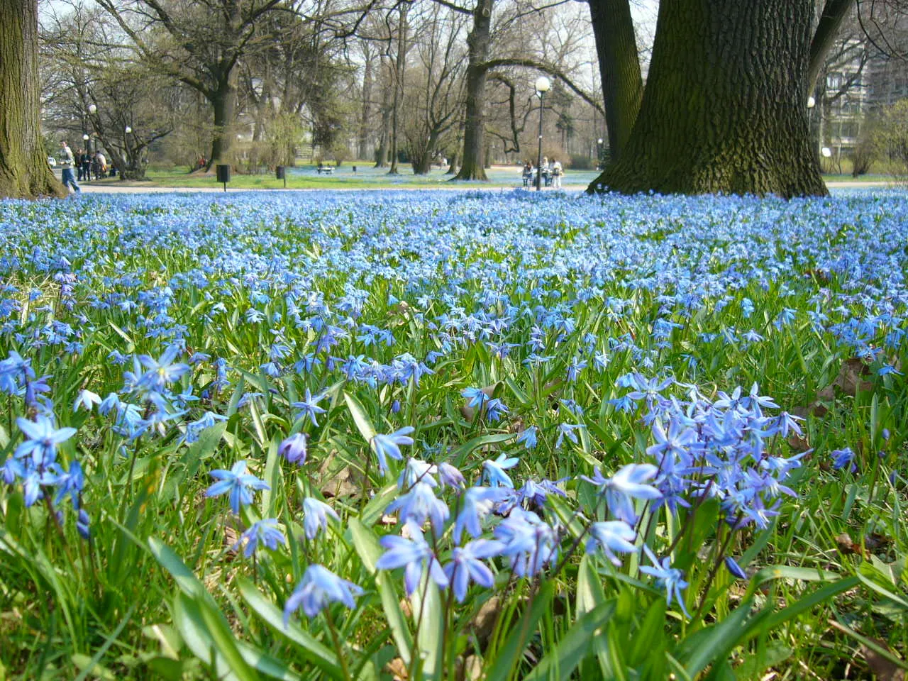 Park im. ks. bp. Michała Klepacza